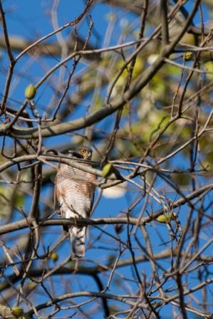 Identificazione rapace